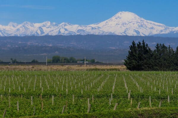 Casarena vineyards with Andes Mountains in the background